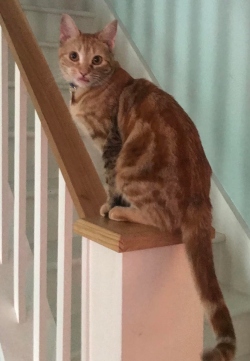 Fundraising Page Image